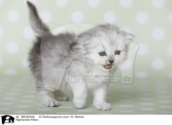 Highlander Kitten / RR-89549