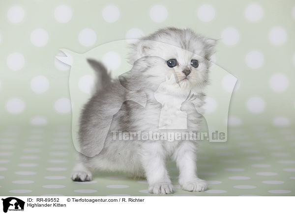 Highlander Ktzchen / Highlander Kitten / RR-89552