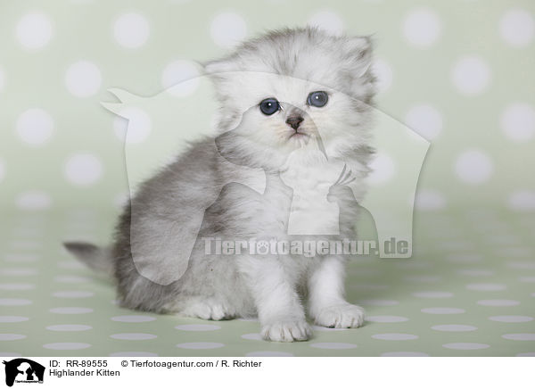 Highlander Kitten / RR-89555