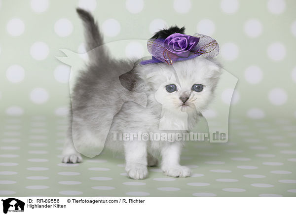 Highlander Ktzchen / Highlander Kitten / RR-89556