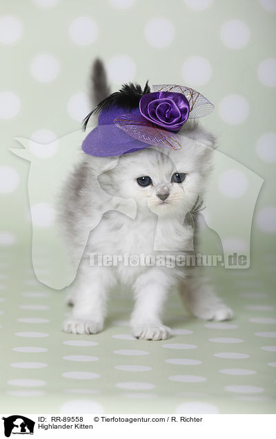 Highlander Ktzchen / Highlander Kitten / RR-89558