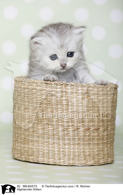Highlander Ktzchen / Highlander Kitten / RR-89575