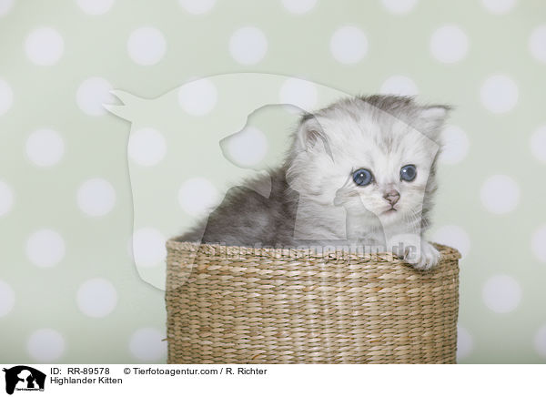 Highlander Ktzchen / Highlander Kitten / RR-89578