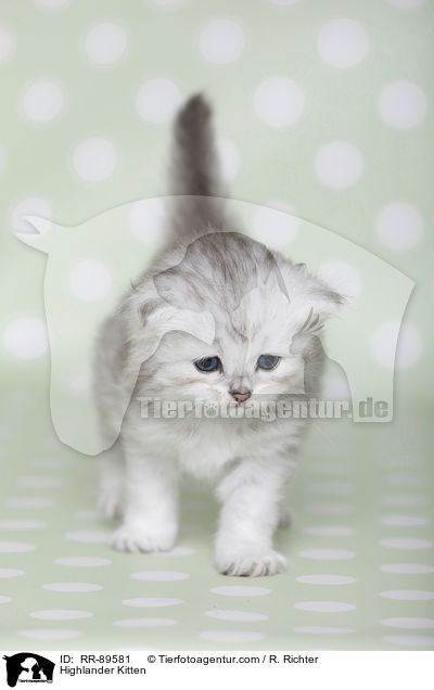 Highlander Ktzchen / Highlander Kitten / RR-89581