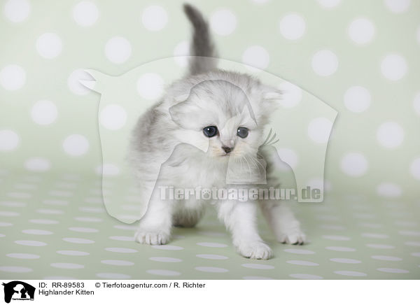 Highlander Ktzchen / Highlander Kitten / RR-89583