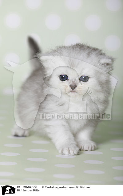 Highlander Ktzchen / Highlander Kitten / RR-89586