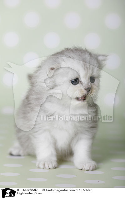 Highlander Ktzchen / Highlander Kitten / RR-89587