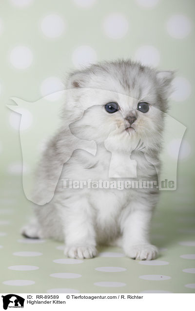 Highlander Ktzchen / Highlander Kitten / RR-89589