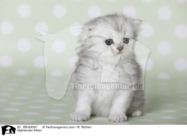 Highlander Ktzchen / Highlander Kitten / RR-89591