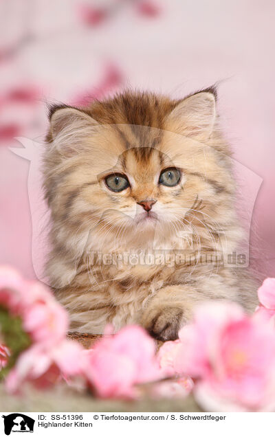 Highlander Kitten / SS-51396