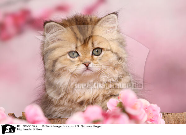 Highlander Kitten / SS-51399