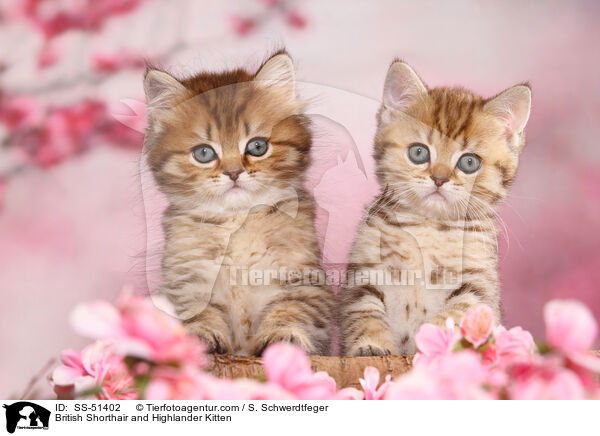 British Shorthair and Highlander Kitten / SS-51402