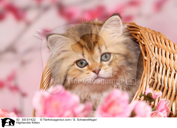 Highlander Kitten / SS-51422