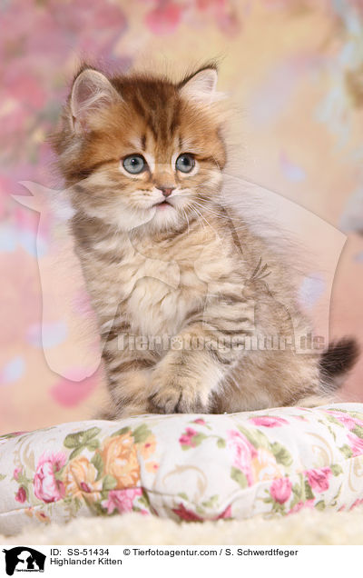 Highlander Kitten / SS-51434