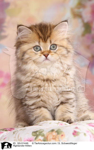 Highlander Kitten / SS-51446