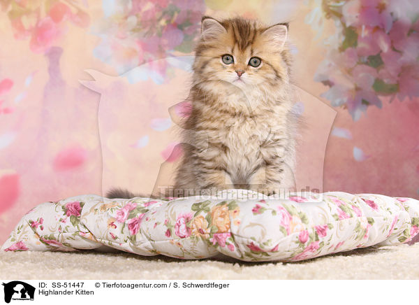 Highlander Kitten / SS-51447