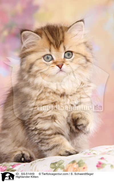 Highlander Kitten / SS-51449