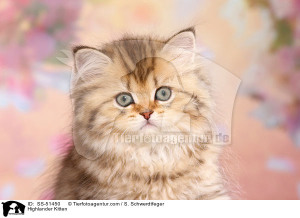 Highlander Kitten / SS-51450