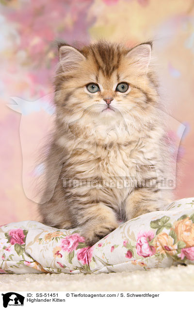 Highlander Kitten / SS-51451
