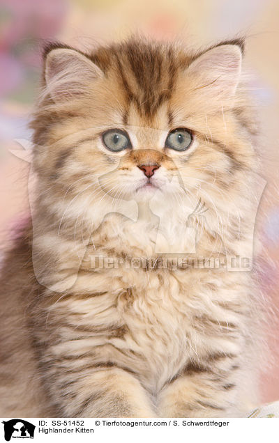 Highlander Kitten / SS-51452