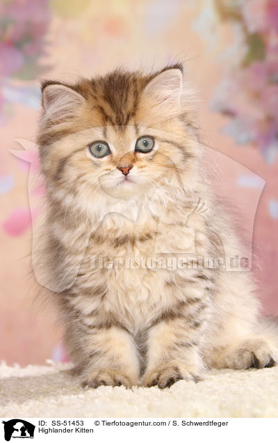 Highlander Kitten / SS-51453