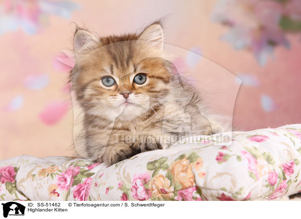 Highlander Kitten / SS-51462