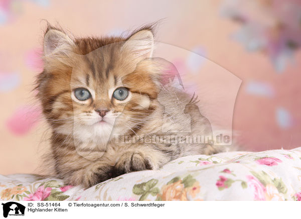Highlander Kitten / SS-51464