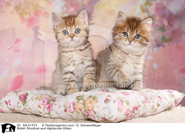 British Shorthair and Highlander Kitten / SS-51473