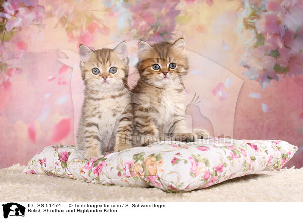 British Shorthair and Highlander Kitten / SS-51474