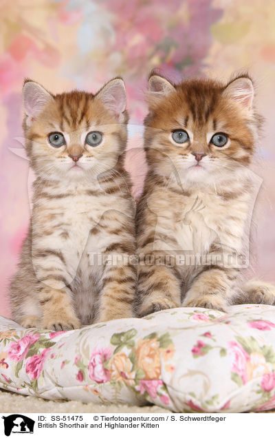 British Shorthair and Highlander Kitten / SS-51475
