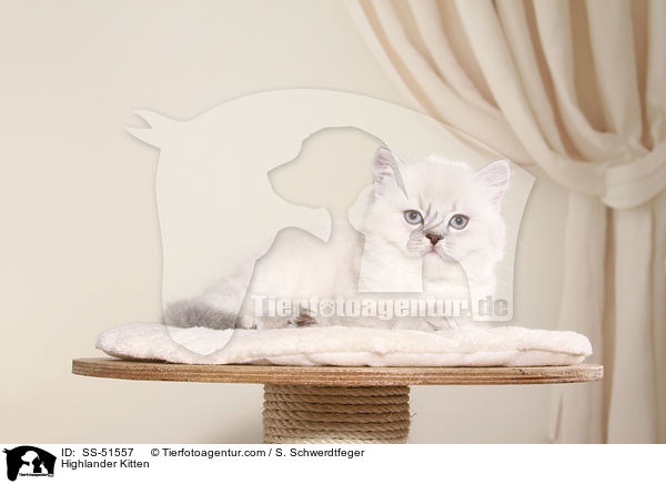 Highlander Kitten / SS-51557