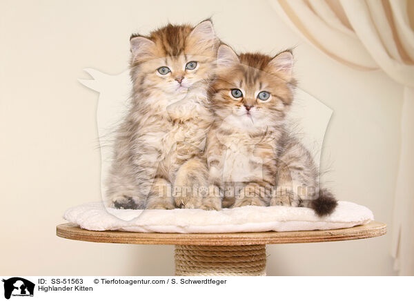 Highlander Kitten / SS-51563