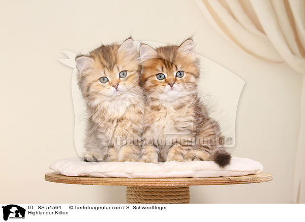 Highlander Kitten / SS-51564