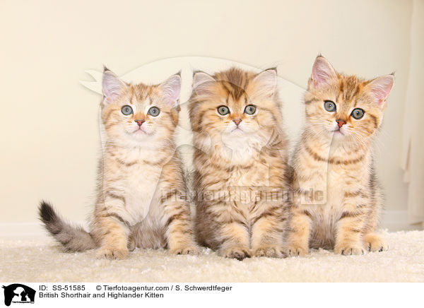 British Shorthair and Highlander Kitten / SS-51585