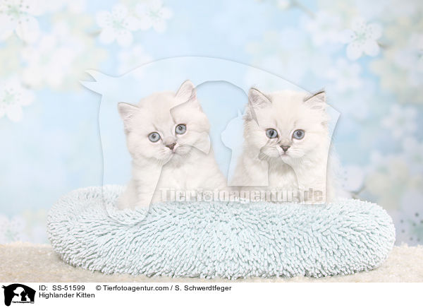 Highlander Kitten / SS-51599