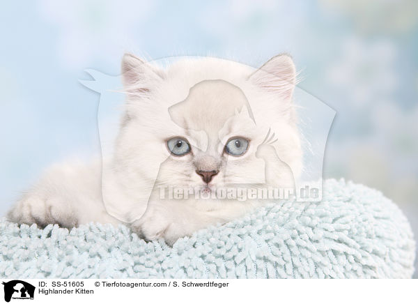 Highlander Ktzchen / Highlander Kitten / SS-51605