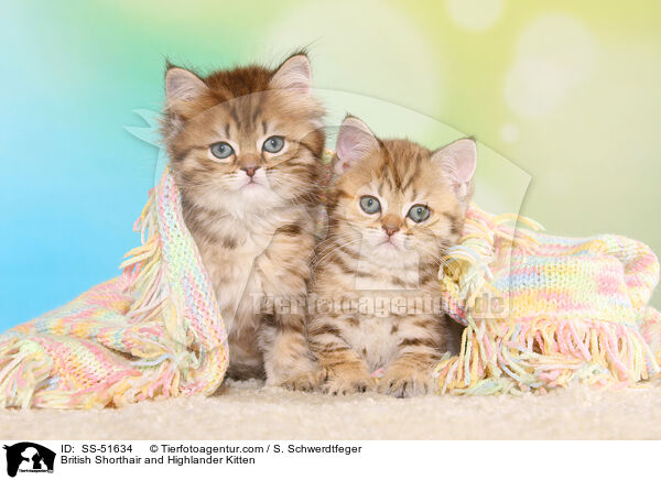 British Shorthair and Highlander Kitten / SS-51634