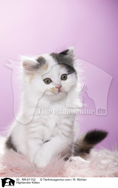 Highlander Ktzchen / Highlander Kitten / RR-91102