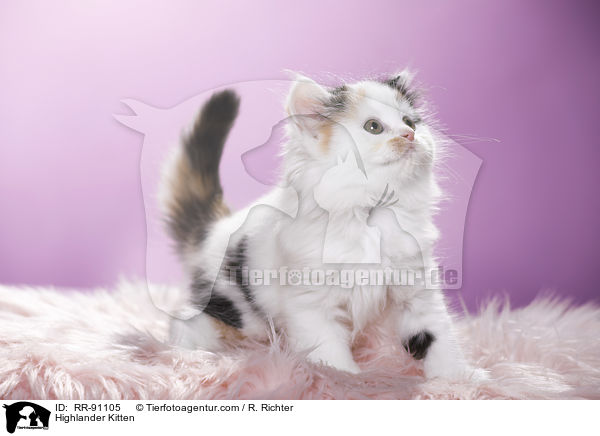Highlander Kitten / RR-91105
