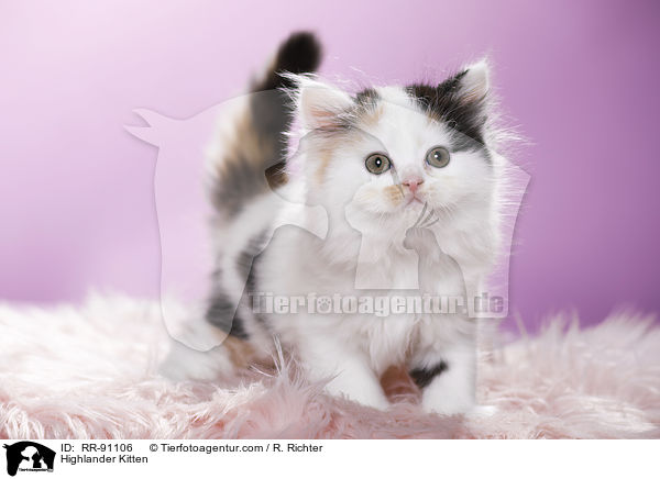 Highlander Ktzchen / Highlander Kitten / RR-91106