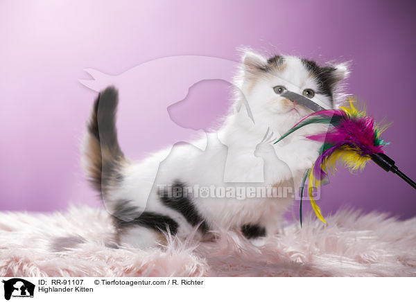 Highlander Ktzchen / Highlander Kitten / RR-91107