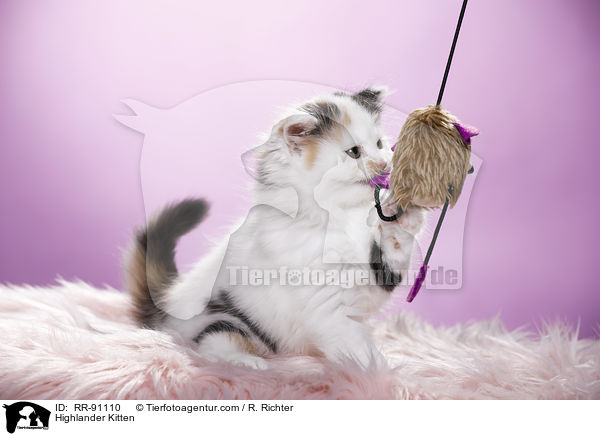Highlander Ktzchen / Highlander Kitten / RR-91110