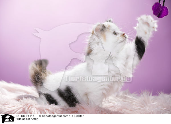 Highlander Ktzchen / Highlander Kitten / RR-91111