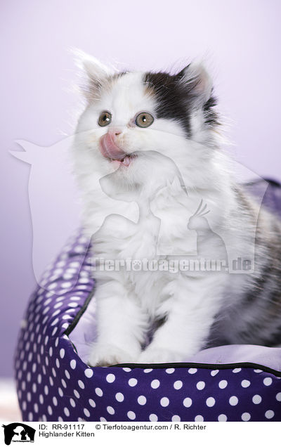 Highlander Kitten / RR-91117