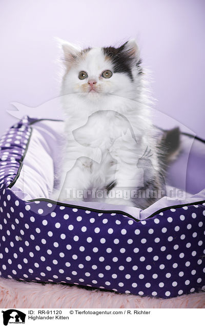 Highlander Kitten / RR-91120