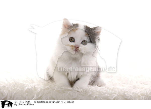 Highlander Kitten / RR-91121