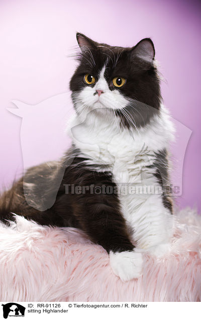 sitting Highlander / RR-91126