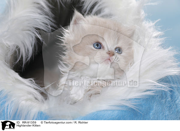 Highlander Kitten / RR-91359