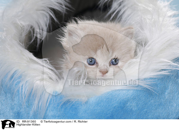 Highlander Kitten / RR-91360