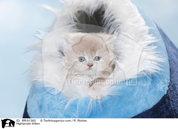 Highlander Kitten / RR-91365